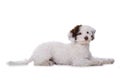 Cute mixed breed poodle dog Royalty Free Stock Photo